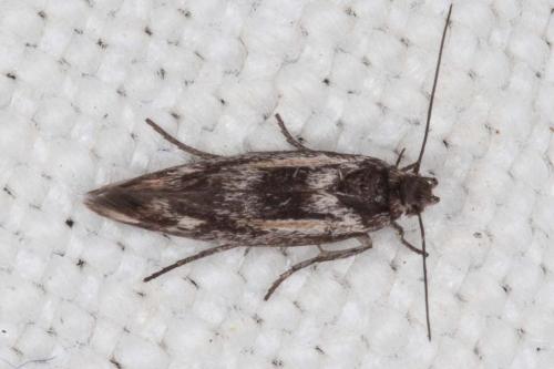 Réf. 205 739 : Scythris cicadella