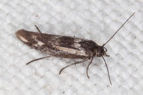 Réf. 205 738 : Scythris cicadella