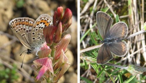 Réf. 205 011 : Plebejus (argus-idas)