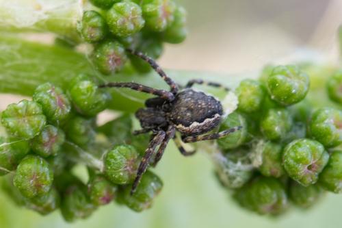 Nuctenea umbratica