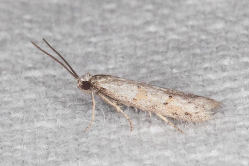 Symmocoides oxybiella