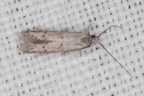 Symmocoides oxybiella
