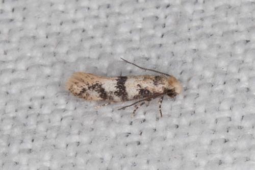 Réf. 205 758 : Infurcitinea atrifasciella
