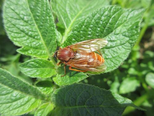 Coenomyia ferruginea