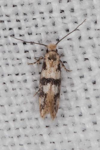 Réf. 205 759 : Infurcitinea atrifasciella