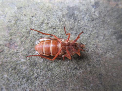 Coenomyia ferruginea