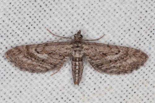 Réf. 205 874 : Eupithecia scopariata