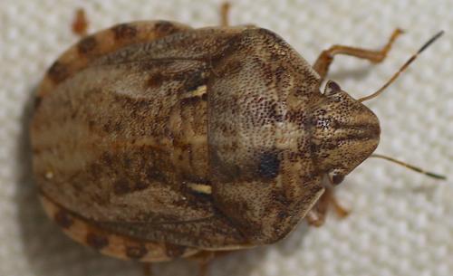 Réf. 205 512 : Eurygaster maura