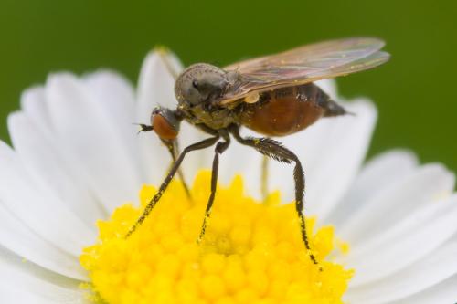 Empis nigripes