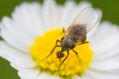 Empis nigripes