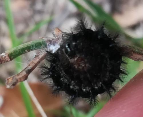 Réf. 205 720 : Euphydryas aurinia