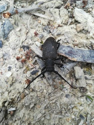 Réf. 205 356 : Lamia textor