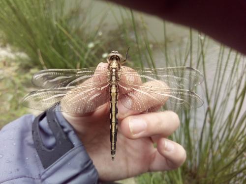 Orthetrum albistylum