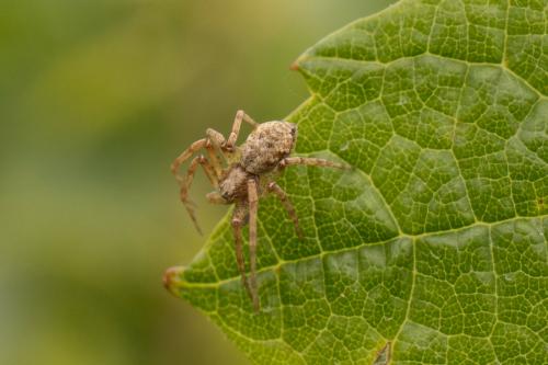 Philodromus sp.