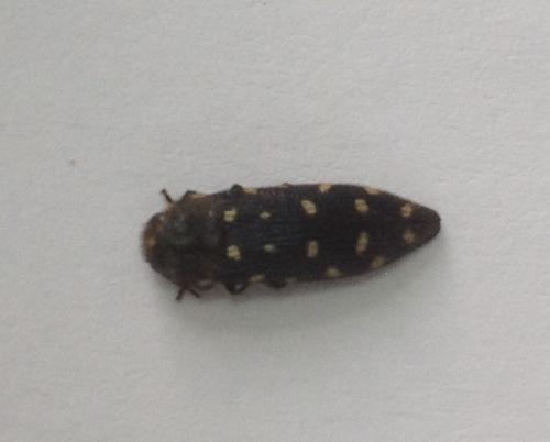 Réf. 205 831 : Acmaeodera degener quattuordecimpunctata