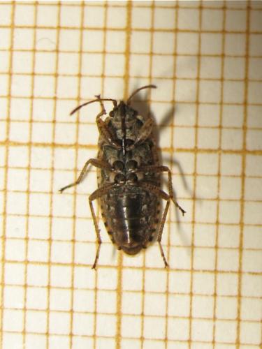 Emblethis (angustus-duplicatus)