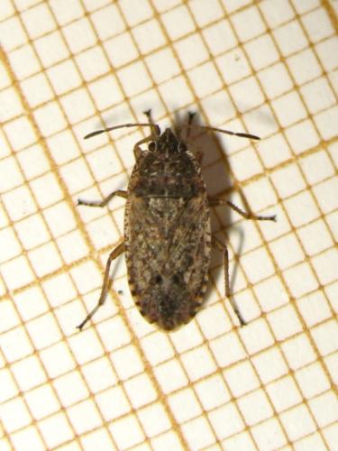 Emblethis (angustus-duplicatus)