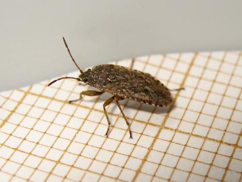 Emblethis (angustus-duplicatus)