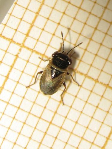 Réf. 205 345 : Geocoris megacephalus