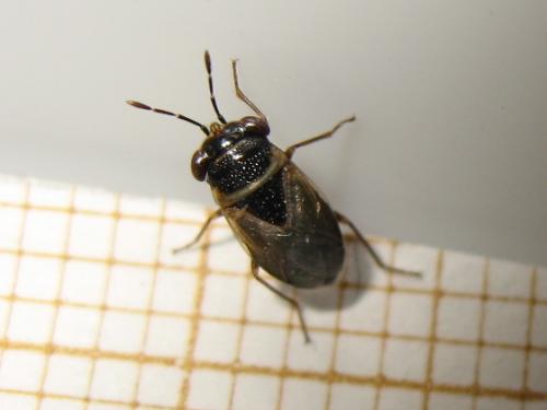 Réf. 205 346 : Geocoris megacephalus