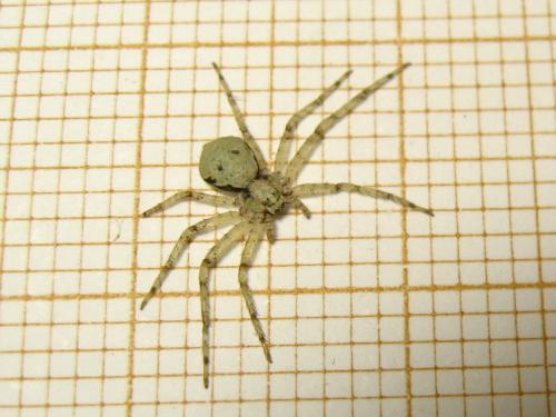 Philodromus margaritatus