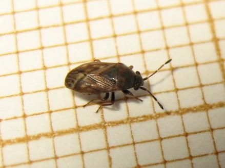 Réf. 205 444 : Stygnocoris sp.