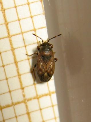 Réf. 205 445 : Stygnocoris sp.