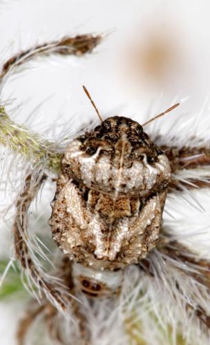 Réf. 205 666 : Periphymopsis lethierryi