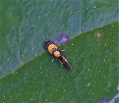 Chrysoesthia sexguttella