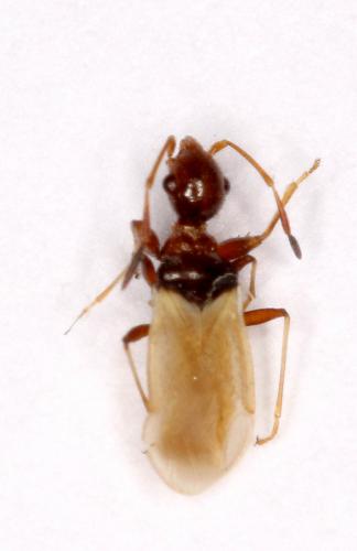Barberocoris sp.