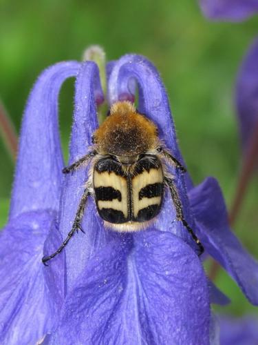 Réf. 205 380 : Trichius fasciatus