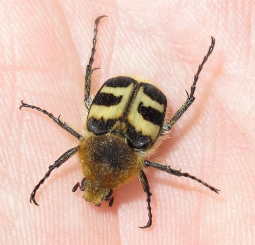 Trichius fasciatus