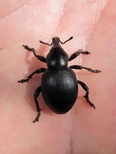 Réf. 205 788 : Liparus dirus