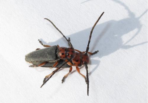 Réf. 205 567 : Phytoecia rubropunctata