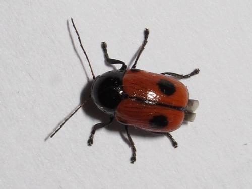 Réf. 205 789 : Cryptocephalus bipunctatus