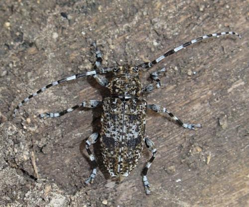Réf. 205 660 : Aegomorphus clavipes