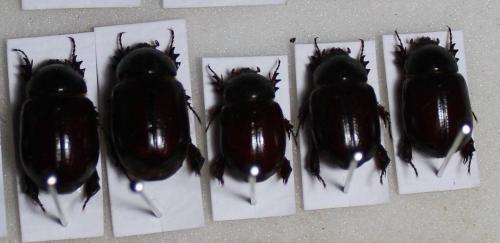Podalgus cuniculus reichei