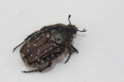 Oxythyrea funesta