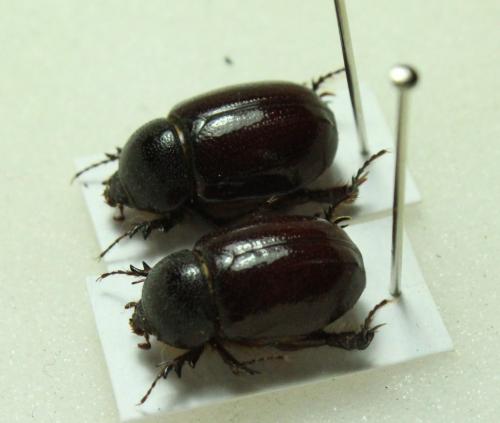 Podalgus cuniculus reichei