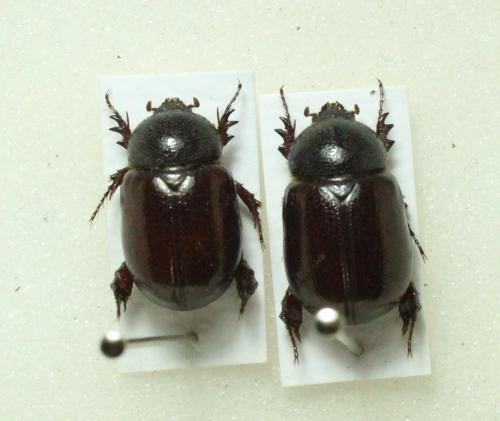 Réf. 205 864 : Podalgus cuniculus reichei