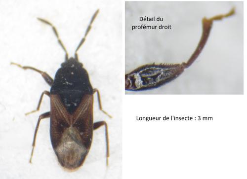 Réf. 205 359 : Tropistethus sp.
