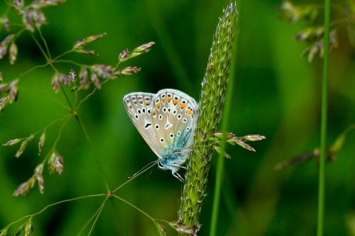 Polyommatus icarus