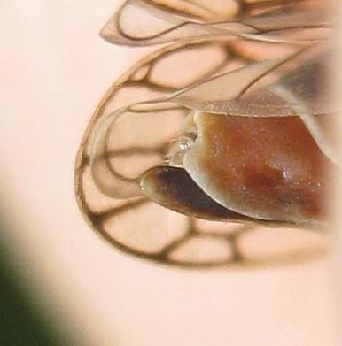 Réf. 205 146 : Oncopsis subangulata