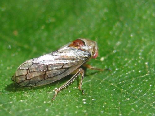 Réf. 205 147 : Oncopsis subangulata