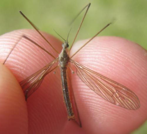 Pseudolimnophila sepium