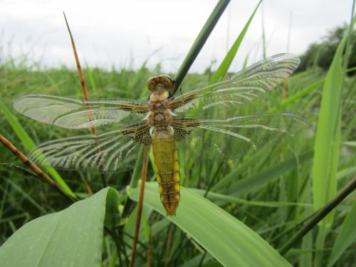 Réf. 205 751 : Libellula depressa