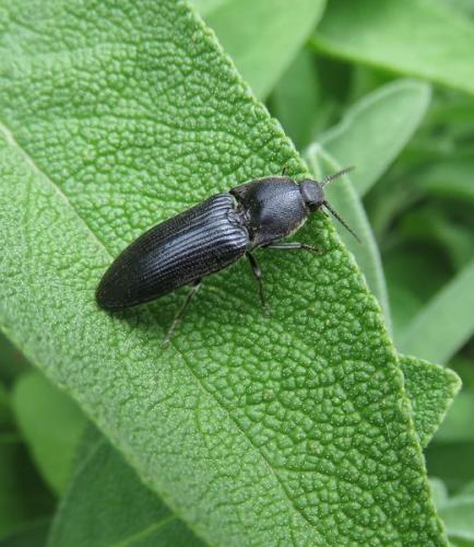 Melanotus punctolineatus