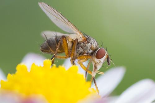 Siphona sp.