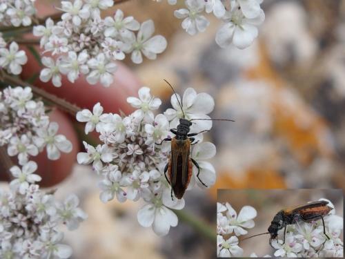 Oedemera sp.