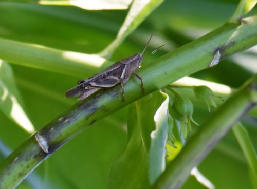 Réf. 205 366 : Diabolocatantops axillaris